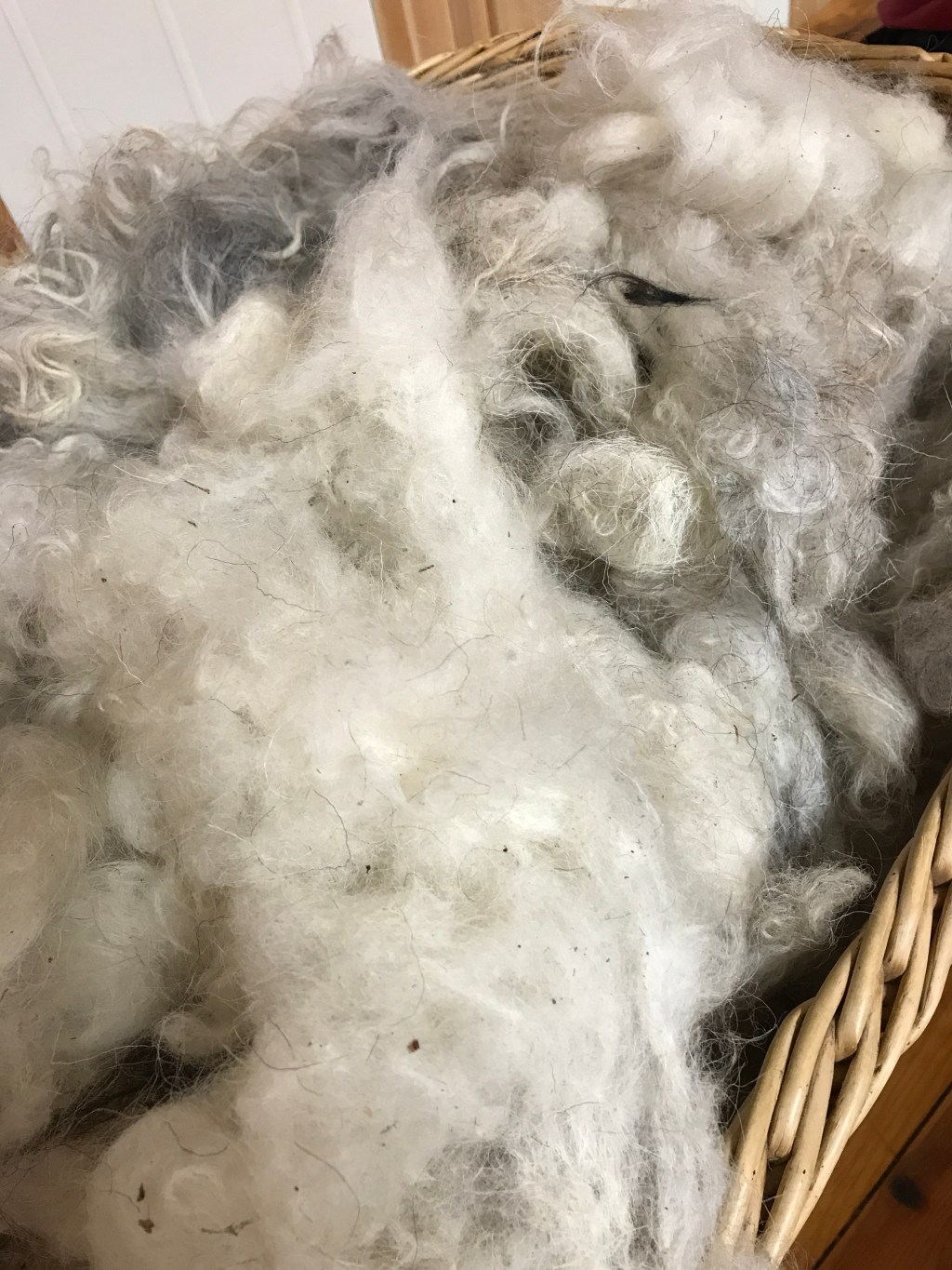 Knitting Right from the Spelsau&nbsp;Sheep